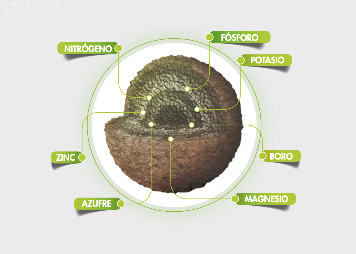 Corte transversal del gránulo Nutrimon mostrando la tecnología Layer Upon Layer con capas de Nitrógeno, Fósforo, Potasio, Zinc, Boro, Magnesio y Azufre