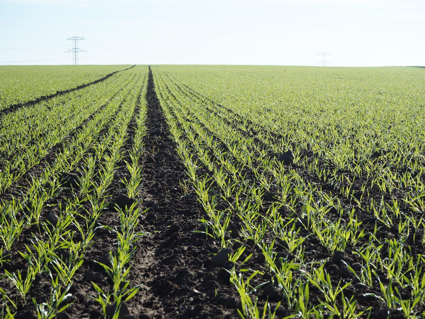 Campo de trigo en hileras — nutrición de cultivos Yara®